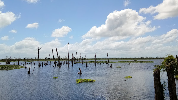 Agusan Marsh Wildlife Sanctuary