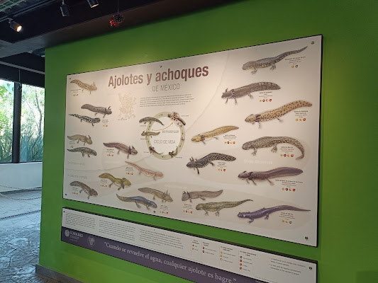 ANFIBIUM: Museo del Axolote y Centro de Conservación de Anfibios