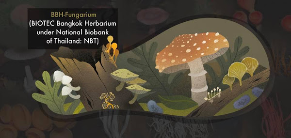 BIOTEC Bangkok Herbarium (BBH)