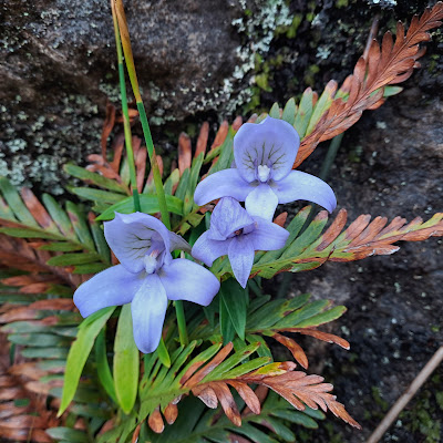 Campbell Collections