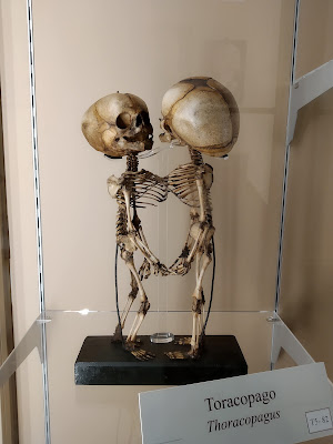Collezione delle Cere Anatomiche Luigi Cattaneo