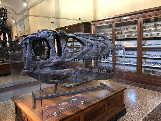 Collezione di Geologia "Museo Giovanni Capellini"