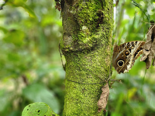 DEDALMA Butterfly Pavilion
