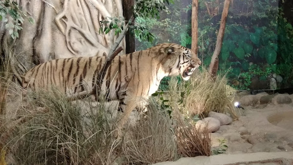 Dhangarhi Gate and Museum