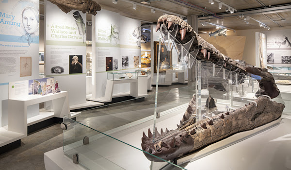 Dorset Museum & Art Gallery