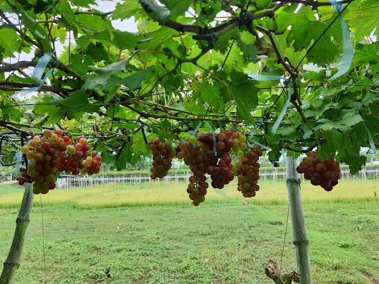 Gapuz Grapes Farm