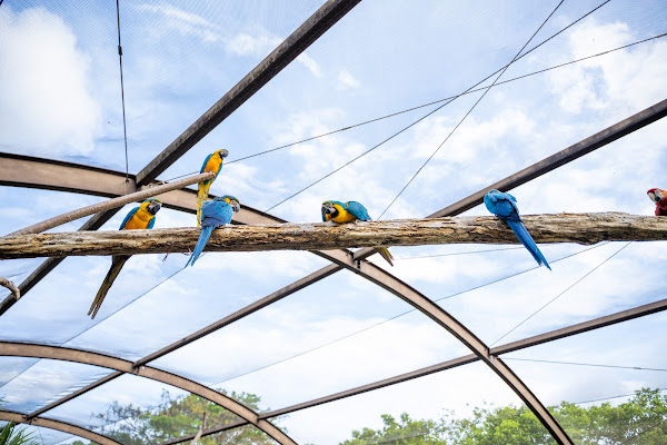 Graeme Hall Nature Sanctuary, Barbados