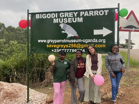 Grey Parrot Museum Uganda