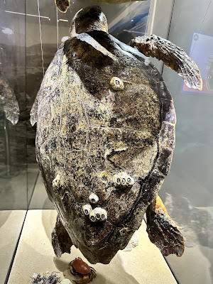 Innia-Lara Turtle Museum and Educational Center