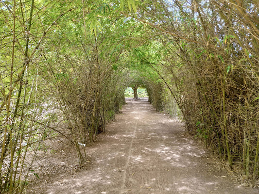 Jardin d'essai - Fondation Zinsou