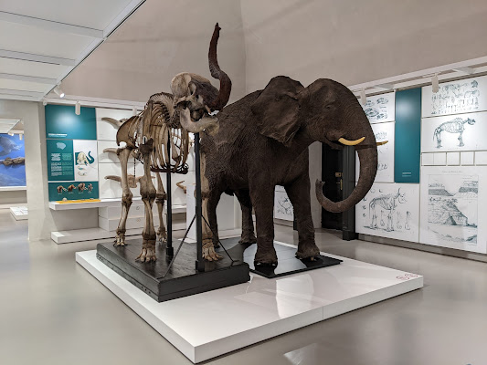 Kosmos Museo di Storia naturale di Pavia