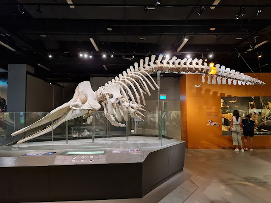 Lee Kong Chian Natural History Museum, Singapore