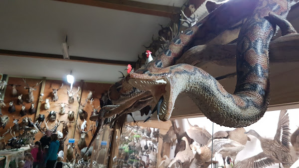 Manutahi Museum - Taxidermy Museum