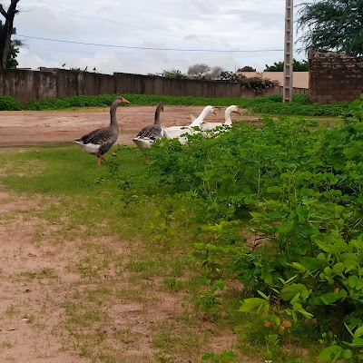 Mausolée Serigne Ablaye yakhine Diop