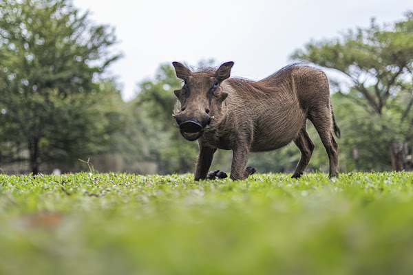 Mlilwane Game Sanctuary