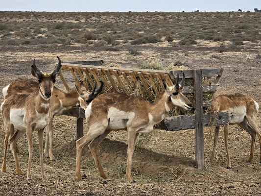 MUBE Museo del Berrendo Peninsular