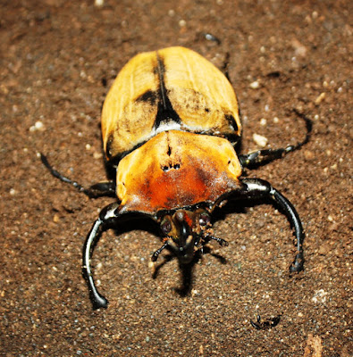 Museo de Insectos de la Universidad de Costa Rica (MIUCR)