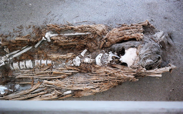 Museo de Sitio Colón 10