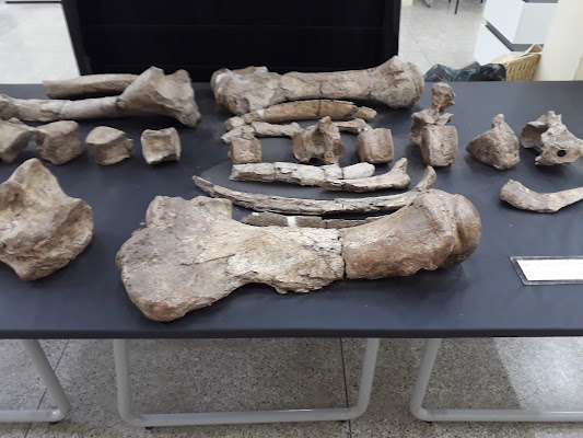 Museu de Arqueologia e Paleontologia