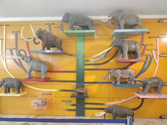 Museum of Geology "G. G. Gemmellaro"