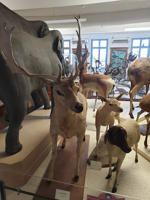 Muséum d'Histoire Naturelle Victor Brun