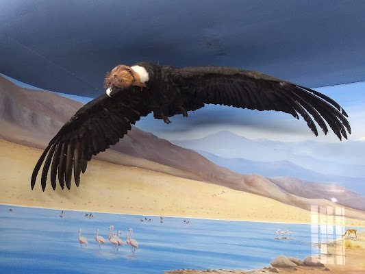 National University of Salta Museum of Natural Sciences