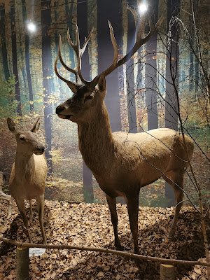 Natural History Museum - Branch of the Museum of Warmia i Mazur