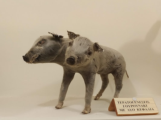 Natural History Museum of Istiaia