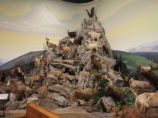 Northeastern Nevada Museum