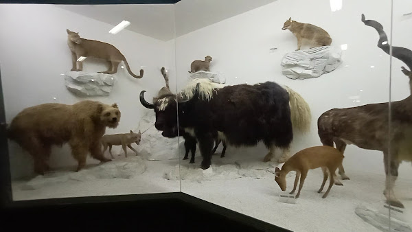 Pakistan Museum of Natural History