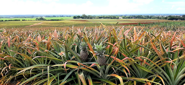Quad Activities /Mauritius