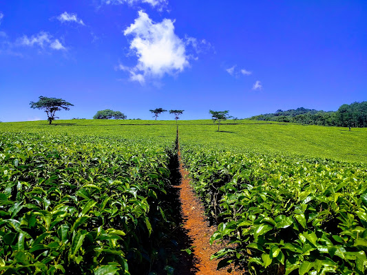 Satemwa Tea&Coffee Estate