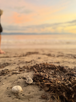 Saving Sea Turtles in Puerto Vallarta