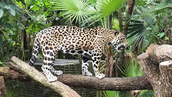 The Belize Zoo and Tropical Education Center