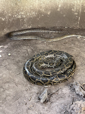 The Gambian Reptiles Farm