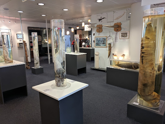 The Icelandic Phallological Museum
