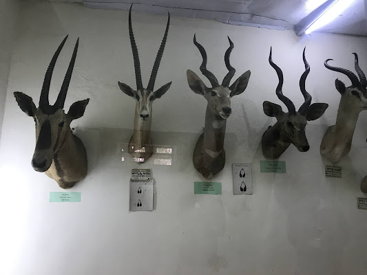 The Zoological Natural History Museum