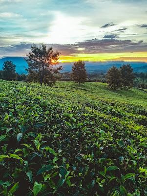 Thyolo Tea Estate