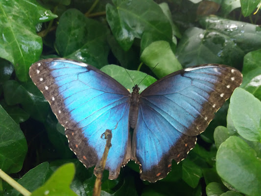 Tērvetes tauriņu māja