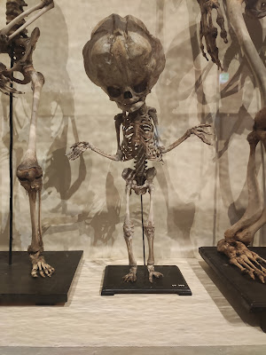 University Museum Utrecht | UMU