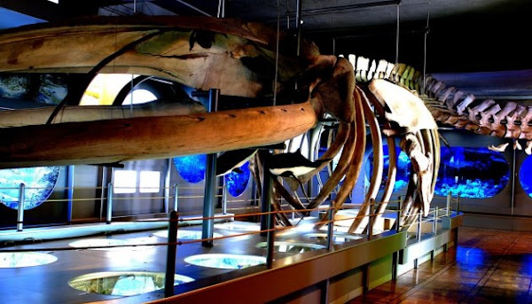 Viddil Pryrody Krayeznavchoho Muzeyu